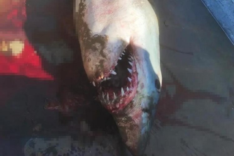 İspanya'da yırtıcı k&ouml;pekbalığı plaja vurdu