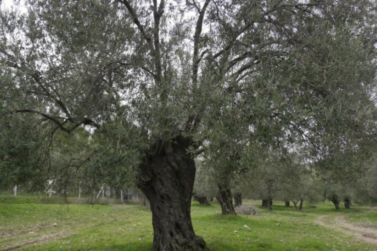 Ecdat emaneti zeytinliklerin sayımları yapılarak koruma altına alınıyor