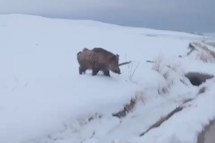 Van'ın Tuşba il&ccedil;esinde yaban domuzu g&ouml;r&uuml;ld&uuml;