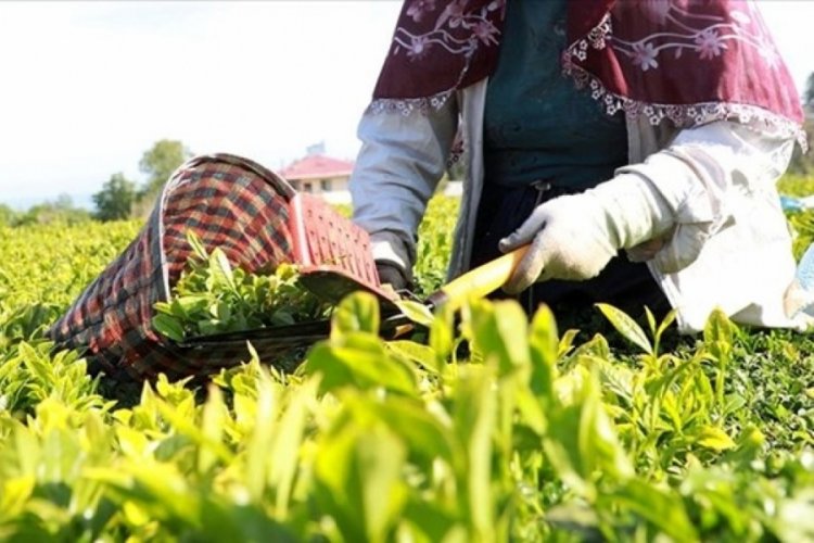Tuzlu &ccedil;ay tartışmasına Rizeliler m&uuml;dahale etti