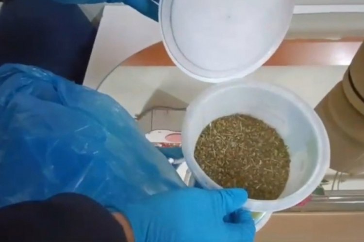 Bursa'da kekikli bonzai polise takıldı