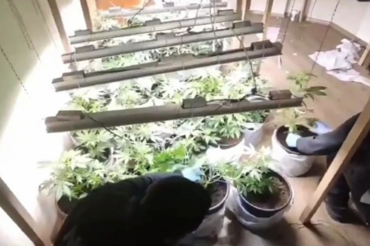 Tekirdağ'da esrar ve Hint keneviri ele ge&ccedil;irildi