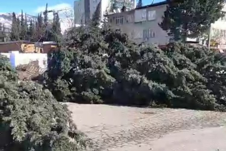 Kahramanmaraş'ta şiddetli r&uuml;zgar ağa&ccedil;ları k&ouml;k&uuml;nden s&ouml;kt&uuml;