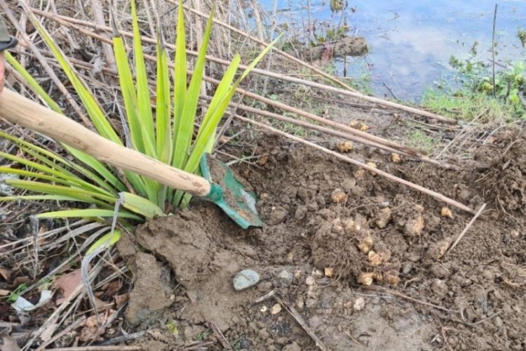 Zonguldak'ta toprak altında yetişen yer elmasının hasadı başladı