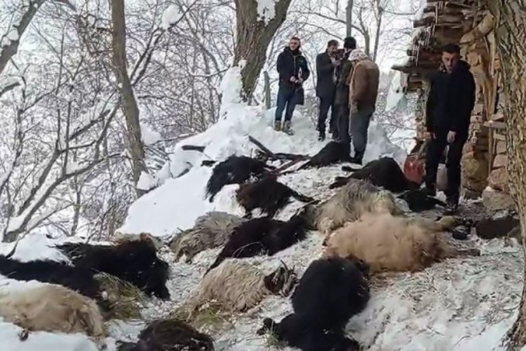 Van'da ağılda &ccedil;ıkan yangında 40 ke&ccedil;i telef oldu