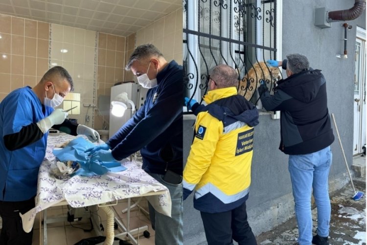 Hakkari'de yaralı sahipsiz kediler tedavi altına alındı