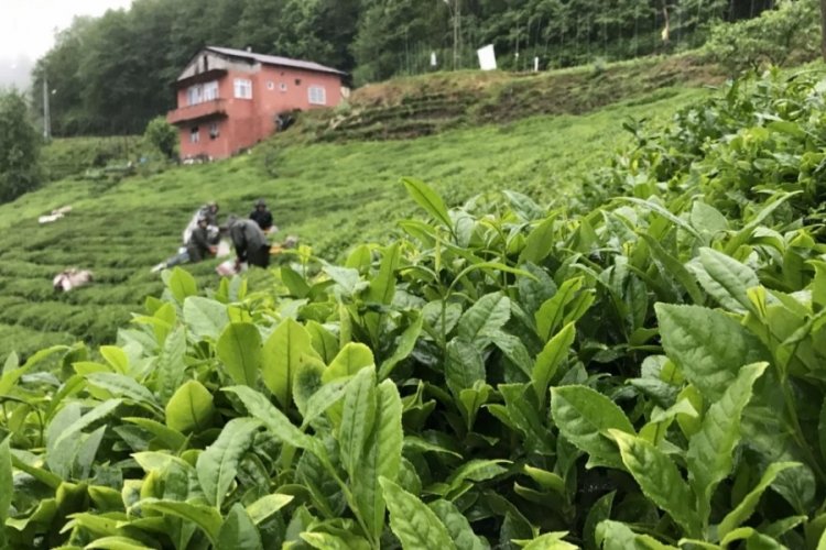 Rize &ccedil;ay ihracatından 10,2 milyon dolar kazandı