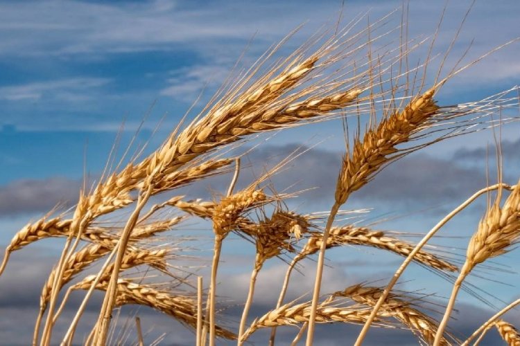 T&Uuml;RİB arpa, buğday ve mısırın fiyat gelişimini paylaştı