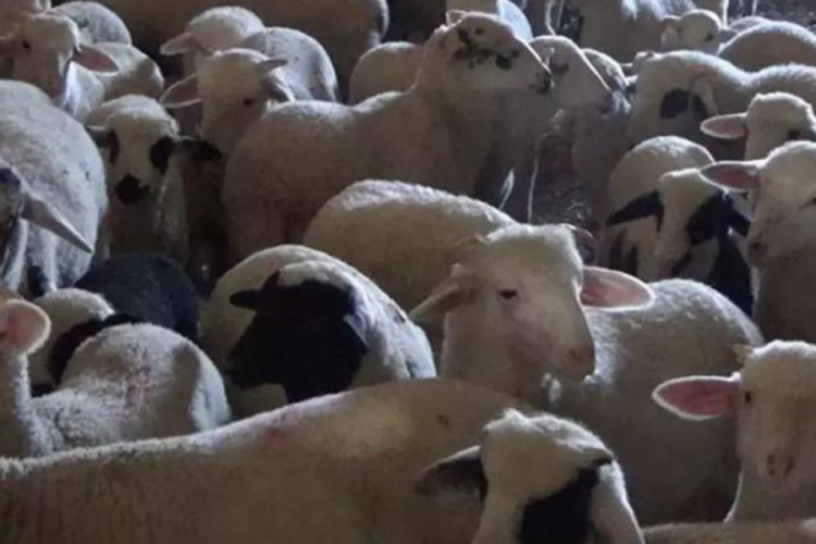 Denizli'de &ccedil;i&ccedil;ek hastalığı alarmı!