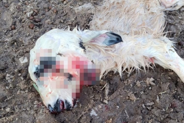 Tunceli'de &ccedil;ift başlı kuzu d&uuml;nyaya geldi