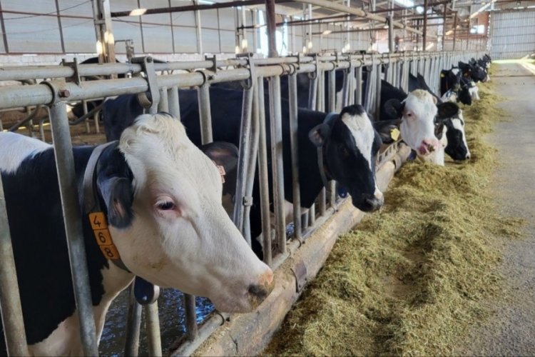 Adıyaman'da telef olan k&uuml;&ccedil;&uuml;k ve b&uuml;y&uuml;kbaş hayvanların yerine yenisi verildi