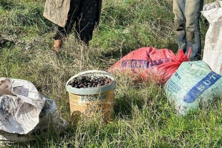 Aydında zeytin hırsızı yakalandı