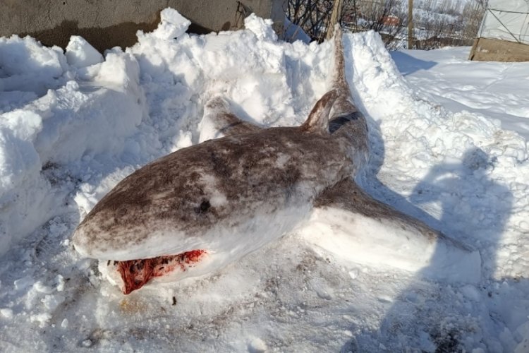 Hakkari'de bir vatandaş kardan k&ouml;pek balığı yaptı