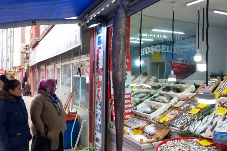 Tekirdağ'da dev m&uuml;ren balığı ilgi odağı oldu