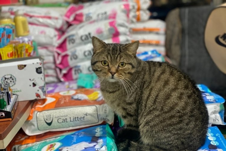 Petshop sahipleri KDV'den şikayet&ccedil;i! Mamaların doğru kullanımı ve fiyatı i&ccedil;in petshoplar ne diyor?