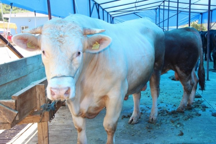 Samsun'da  şap aşısı yaptırmayanlara 73 bin TL idari para cezası