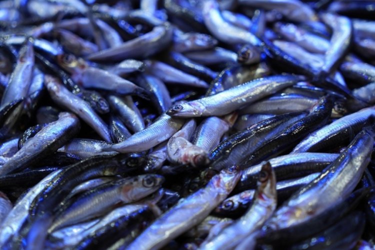 Hamsinin 'gen&ccedil;lik iksiri' kolajen barındırdığını &ouml;ğrenen kadınlar, balık pazarına koştu