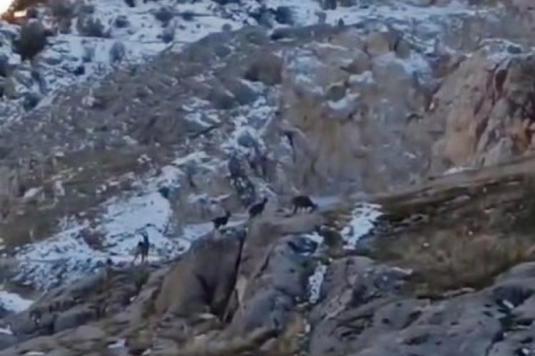 Elazığ'da dağ ke&ccedil;ileri tarihi Harput Mahallesi'nde otlanırken g&ouml;r&uuml;nt&uuml;lendi