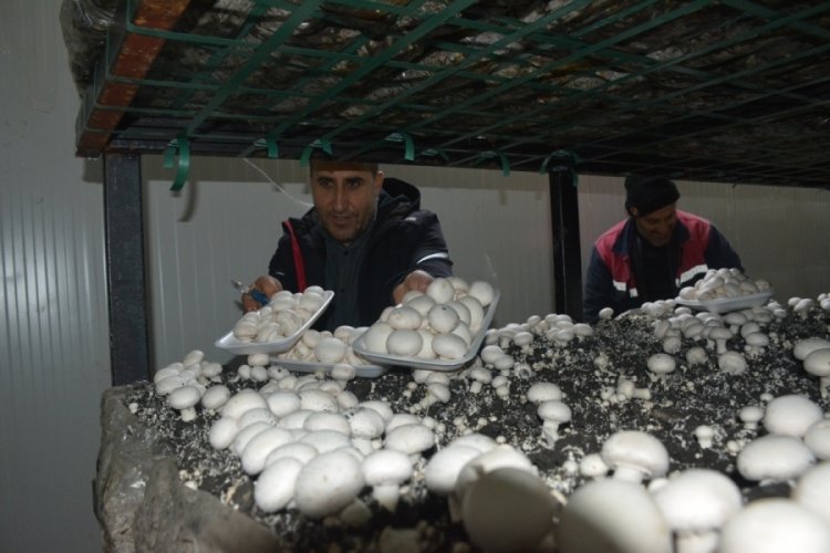 Bitlis'te kurduğu &uuml;retim tesisi ile b&ouml;lgenin mantar ihtiyacını karşılıyor