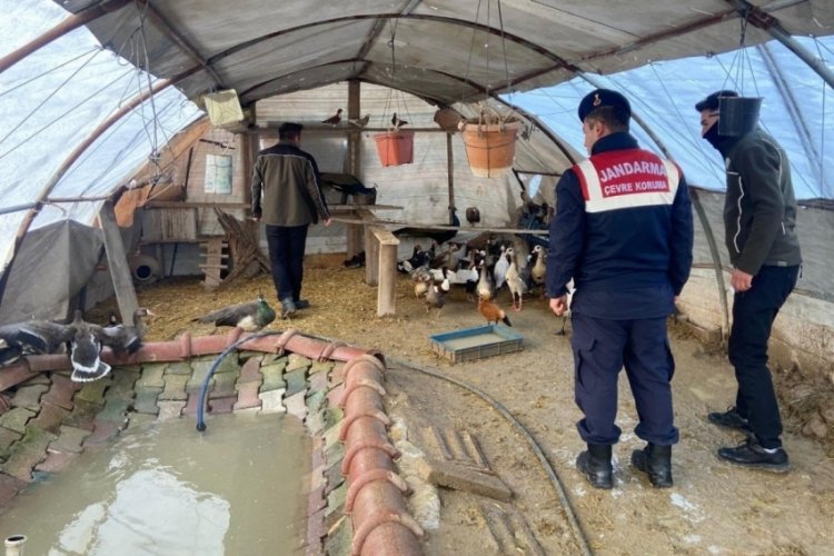 Aksaray'da yaban hayvanı ticareti operasyonu!