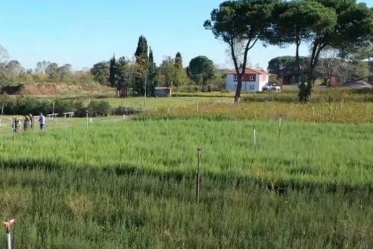 Samsun'a 504 milyon TL'lik orman yatırımı