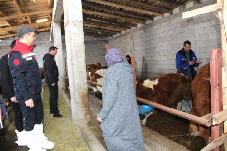 Iğdır'da hayvan aşılama devam ediyor
