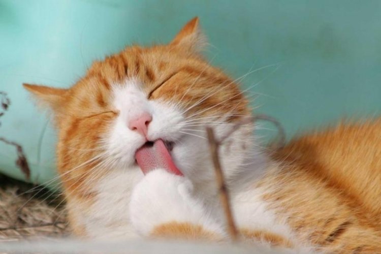 R&uuml;yada kedi g&ouml;rmek ne anlama gelir?