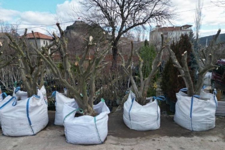 &Ccedil;orum'da zeytin yetiştiriciliğine ilgi her ge&ccedil;en g&uuml;n artıyor