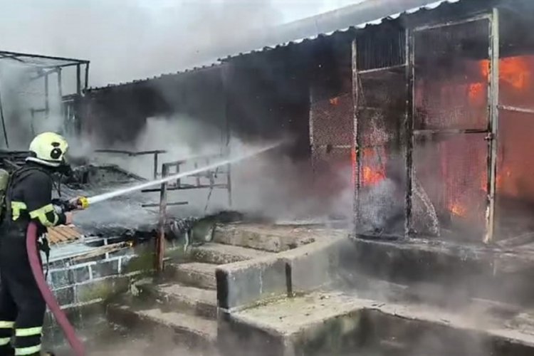 Diyarbakır'da g&uuml;vercin otelinde yangın: 300 kuş &ouml;ld&uuml;