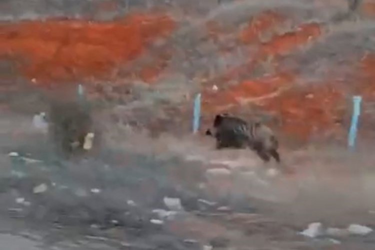Tokatta a&ccedil; kalan domuz kent merkezine indi