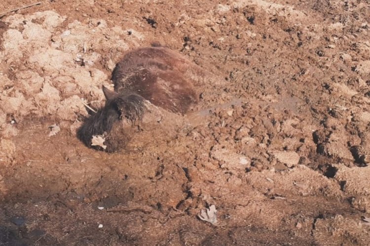 Manisa'da &ccedil;amura saplanan sahipsiz atı itfaiye kurtardı