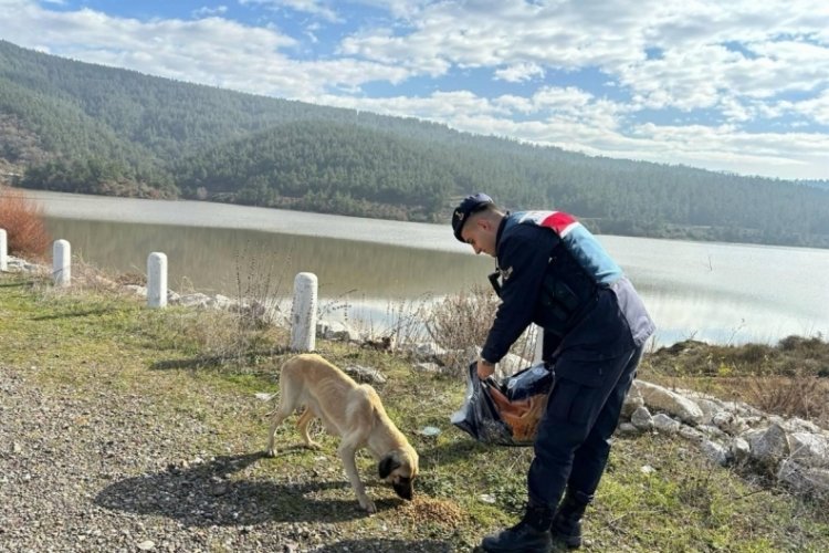 Balıkesir'de Jandarma bin 665 sokak hayvanına sahip &ccedil;ıktı
