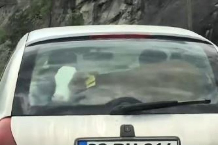 Artvin'de s&uuml;r&uuml;c&uuml;n&uuml;n arka koltukta buzağı taşıması, kameraya yansıdı