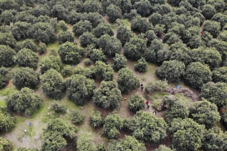 Hatay'da 46 şehirden gelen 200 g&ouml;n&uuml;ll&uuml; enkaz kentte narenciye hasadında