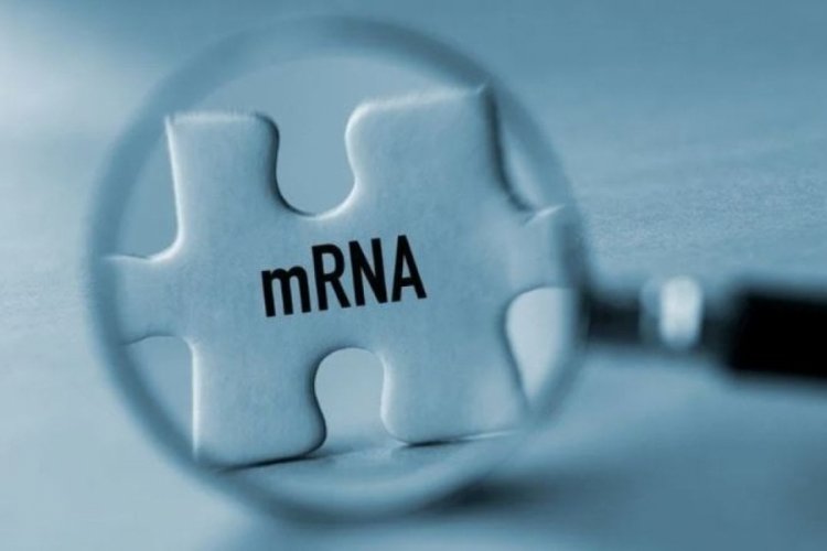 Salgına karşı geliştirilen mRNA teknolojisiyle kanser tedavisi