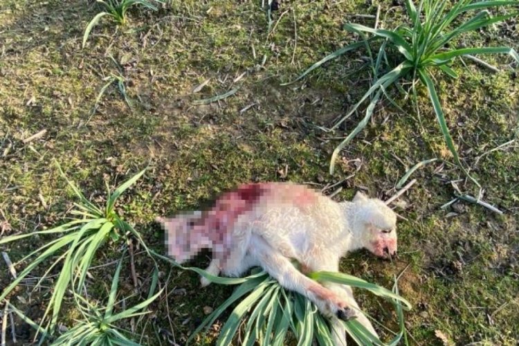 &Ccedil;anakkale'de sokak k&ouml;pekleri ağıla saldırdı! 40 bin TL zarar oluştu