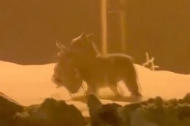Muş'ta acıkan kurt şehir merkezine indi, k&ouml;peği par&ccedil;aladı