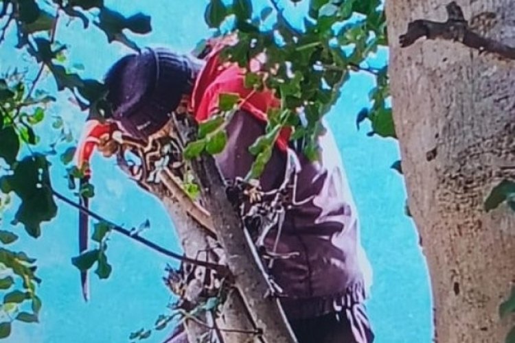 Adana'da ağa&ccedil; dalı keserken fenalaşan kişi hayatını kaybetti