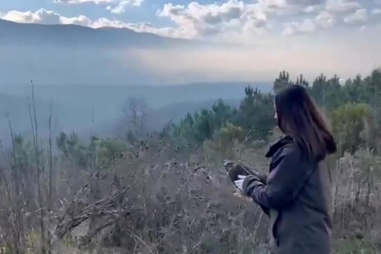 D&uuml;zce'de otoyolda kurtarılan Şahin tedavisinin ardından doğaya salındı
