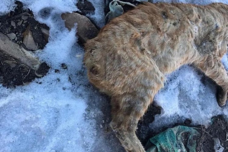 G&uuml;m&uuml;şhane'de kuyruğu ve kulakları kesilerek boş araziye atılan kedi tepkilere neden oldu