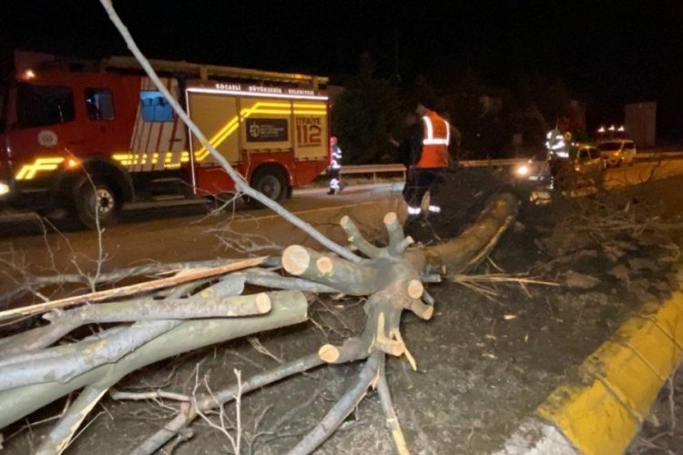 Kocaeli'de ağaca &ccedil;arpan otomobilin motoru yerinden fırladı: 1'i ağır 5 yaralı