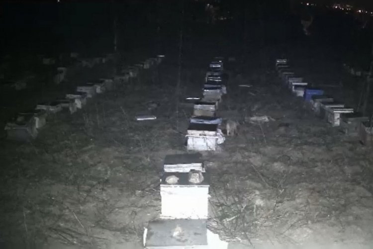 Tokat'ta &ccedil;akallar bal peteklerine dadandı