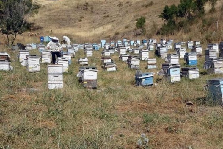 Nakliye giderleri arıcıları olumsuz etkiledi
