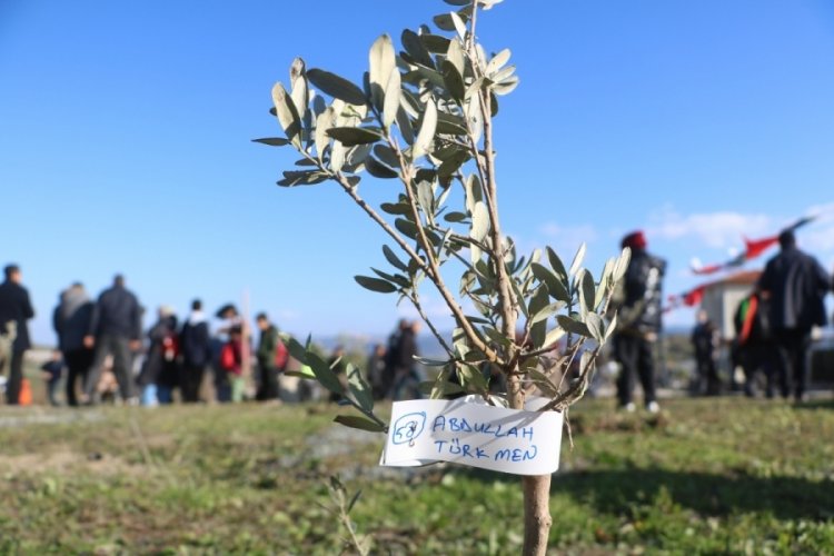 Hatay'da vefat eden 25 bin insanın ismi zeytin ağa&ccedil;larında yaşatılacak
