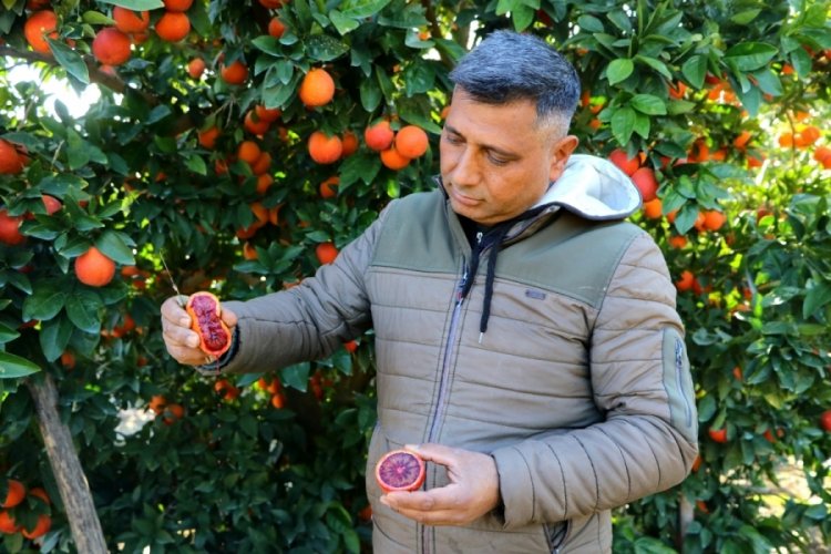 Portakaldan kan akıyor!