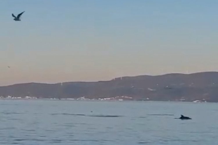 Bursa'da yunus balıklarından g&ouml;rsel ş&ouml;len