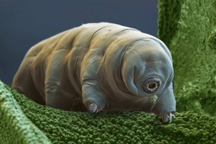 Tardigradlar, oksijen radikalleri sayesinde uzayda hayatta kaldıkları "fı&ccedil;ı hali"ne giriyor