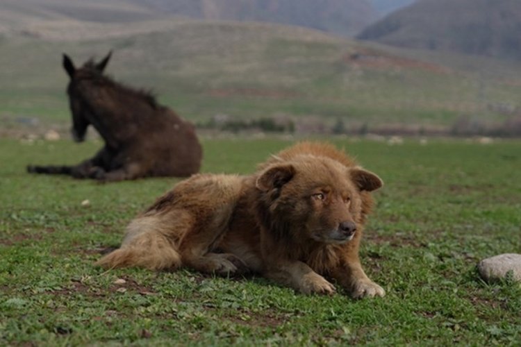 Irak'ta sokak k&ouml;peğiyle sakat katırın dostluğu duygulandırdı