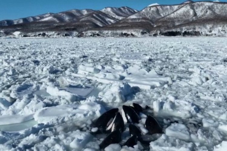 Japonya'nın kuzeyinde 10 katil balinanın yer aldığı s&uuml;r&uuml; mahsur kaldı