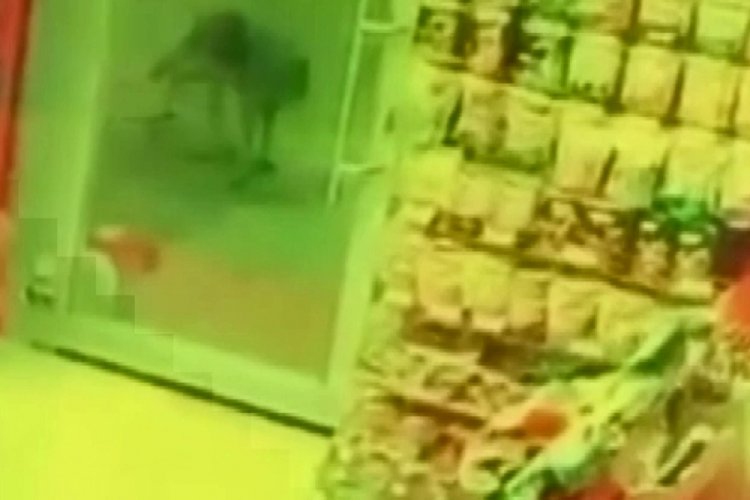 A&ccedil; kalan kurt, k&ouml;peğe saldırdı